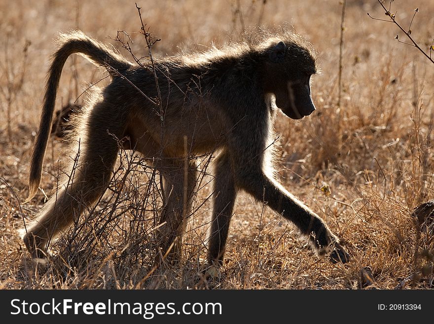 A silouette of an adult baboon. A silouette of an adult baboon