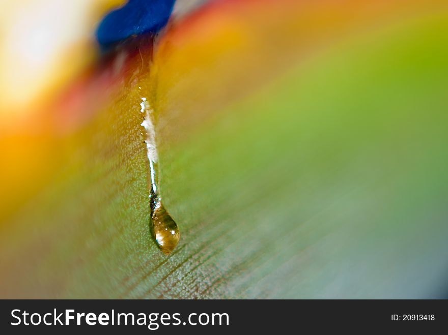Teardrop from a colorful flower. Teardrop from a colorful flower