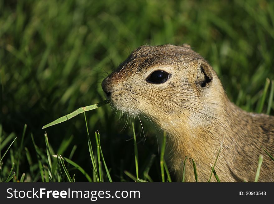 A gopher eating grass in Alberta