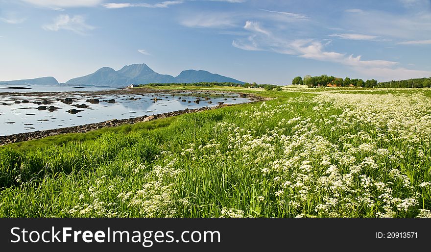 A large field of flowers, along a stretch of the coast of Norway. A large field of flowers, along a stretch of the coast of Norway