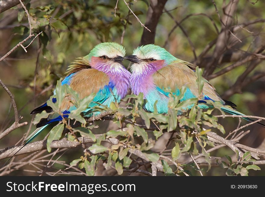 Two lilac-breasted rollers sitting next to each other