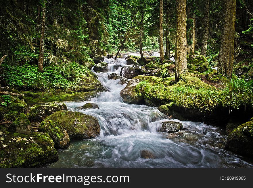 Magic wood & majestic mountain river. Magic wood & majestic mountain river