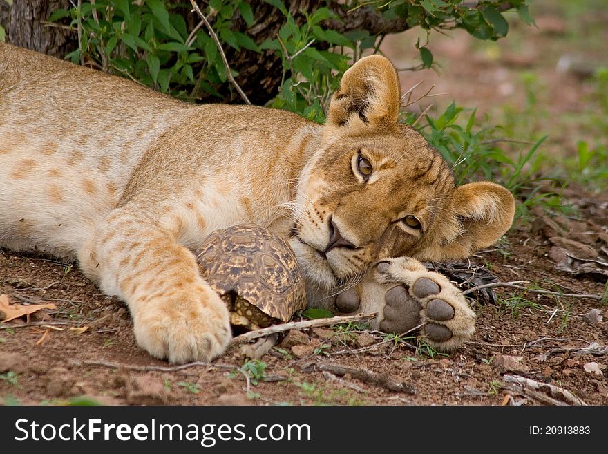 A lion cub lying on the ground holding a tortoise between its paws. A lion cub lying on the ground holding a tortoise between its paws