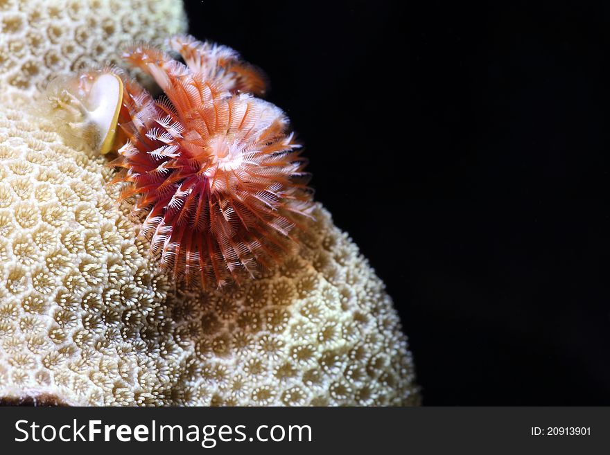 This is a Christmas Tree Worm living in lobe coral.