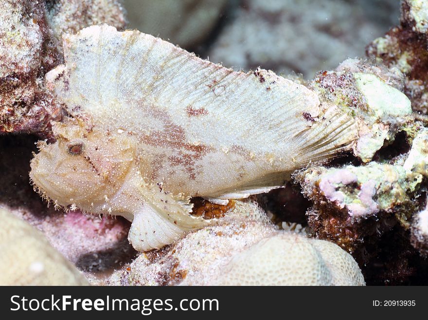 This is a leaf scorpion fish. The picture was taken on the Big Island of Hawaii.