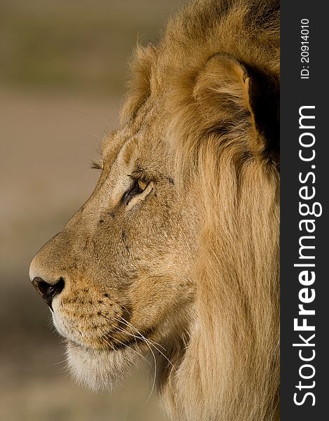 A side-on photo of a male lion's face in beautiful golden light in South Africa's Kgalagadi Transfrontier Park. A side-on photo of a male lion's face in beautiful golden light in South Africa's Kgalagadi Transfrontier Park.