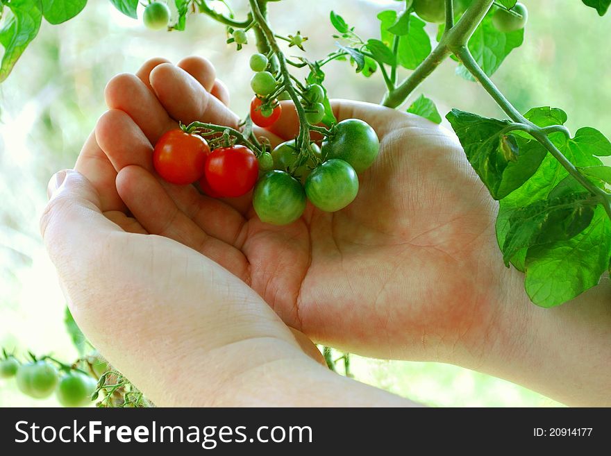 These Tiny Tim tomatoes (scientific name: solanum lycopersicum) are ripening. The different colours create a nice pattern. These Tiny Tim tomatoes (scientific name: solanum lycopersicum) are ripening. The different colours create a nice pattern.