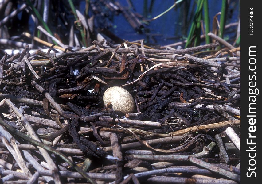 A waterfowl nest with a single egg hidden along the shore of a marsh at Upper Klamath Lake, Oregon. A waterfowl nest with a single egg hidden along the shore of a marsh at Upper Klamath Lake, Oregon.