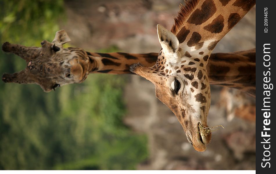 Head shots of two giraffes on a green and gray background