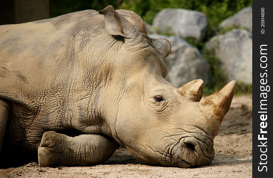 Head shot of sleeping rhinoceros