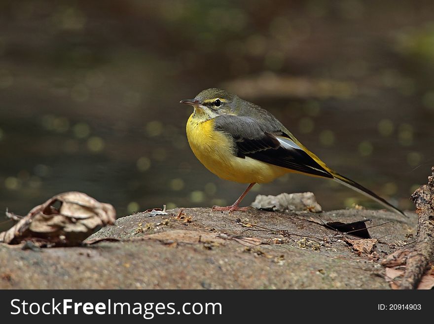Grey Wagtail is migratory bird in nature of Thailand