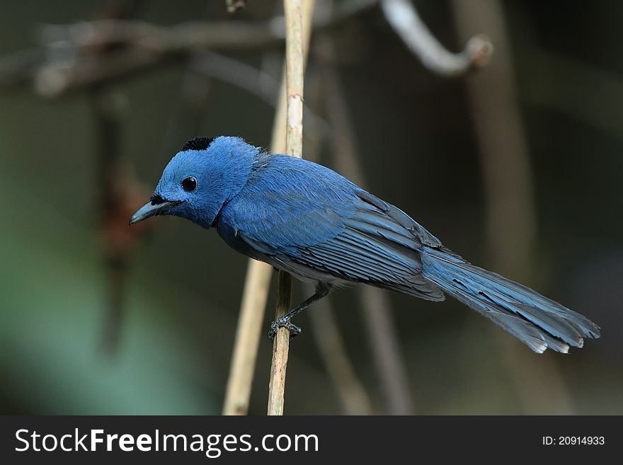 Black-naped Monarch is bird in nature of Thailand. Black-naped Monarch is bird in nature of Thailand