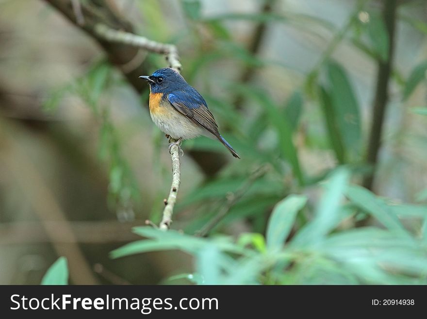 Chinese Blue Flycatcher
