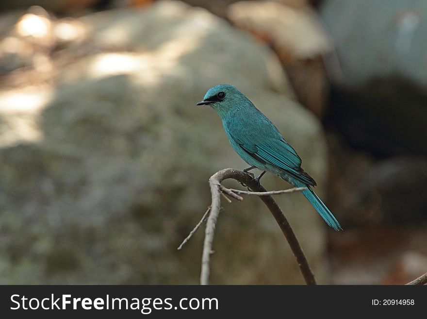 Verditer Flycatcher is migratory bird in nature of Thailand. Verditer Flycatcher is migratory bird in nature of Thailand