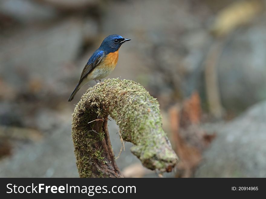 Chinese Blue Flycatcher is migratory bird in nature of Thailand