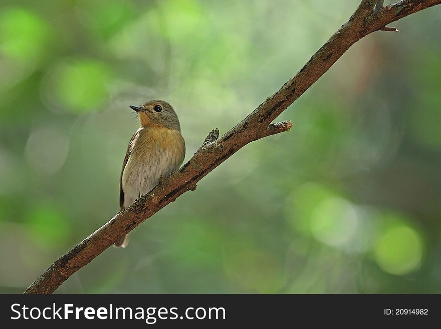 Tickell's Blue Flycatcher is bird in nature of Thailand. Tickell's Blue Flycatcher is bird in nature of Thailand