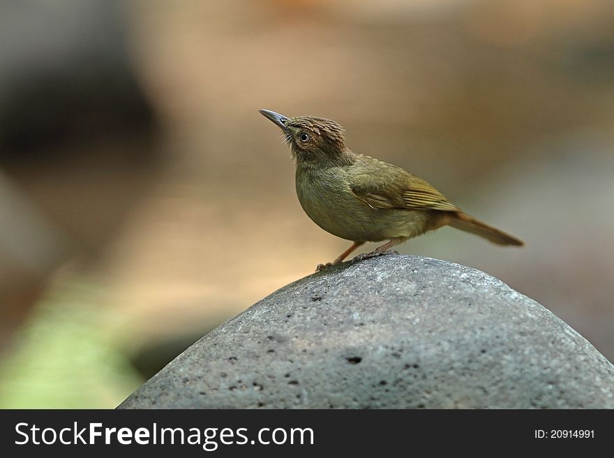 Grey-eyed Bulbul is bird in nature of Thailand