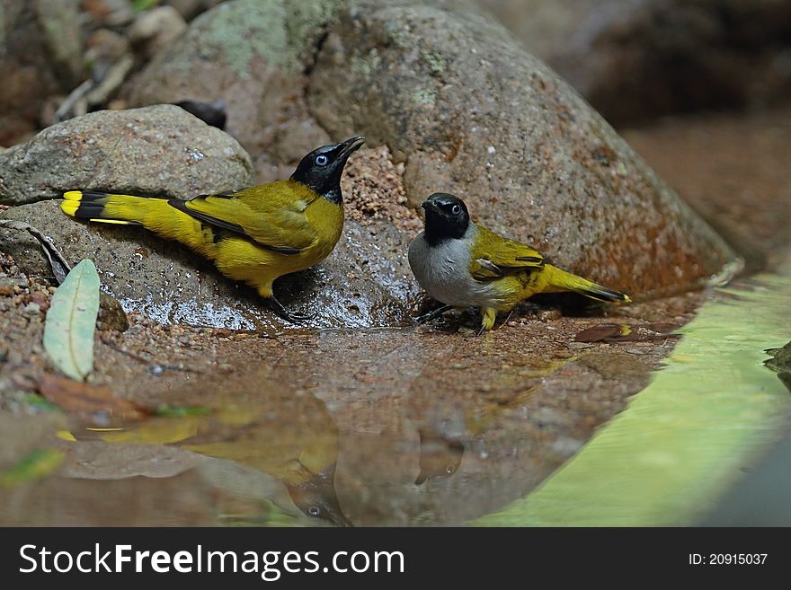 Black-headed Bulbul is bird in nature of Thailand