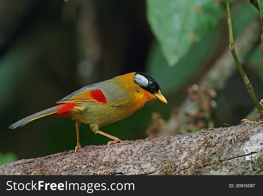 Silver-eared Mesia is bird in forest of Thailand