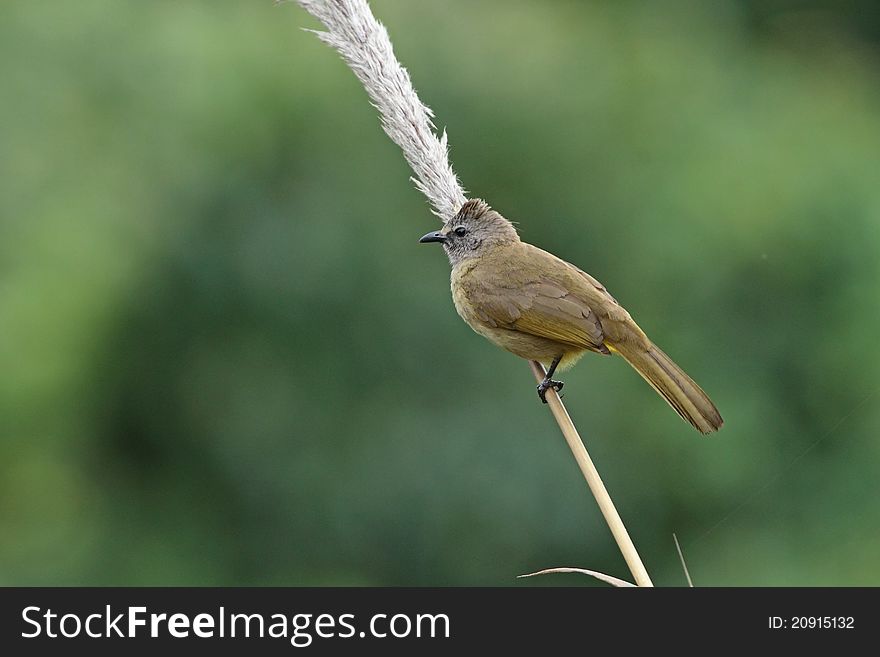Flavalescent Bulbul is bird in forest of Thailand