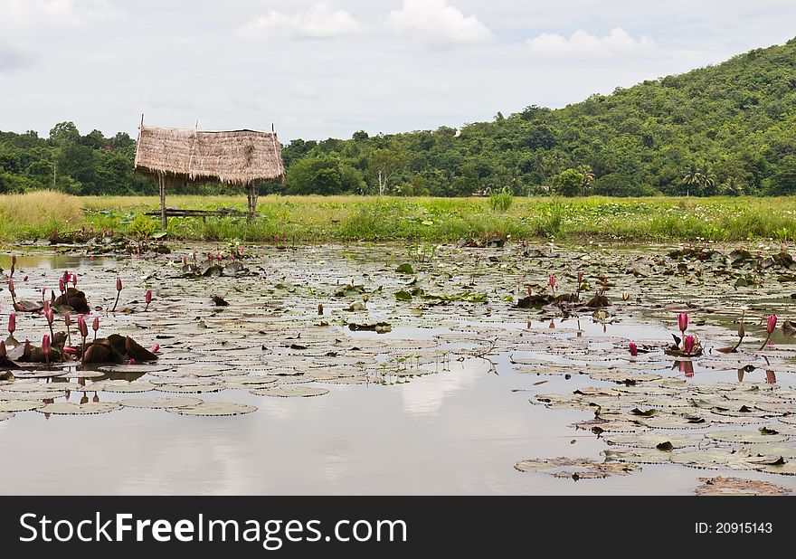 Hut gardeners planted lotus garden care