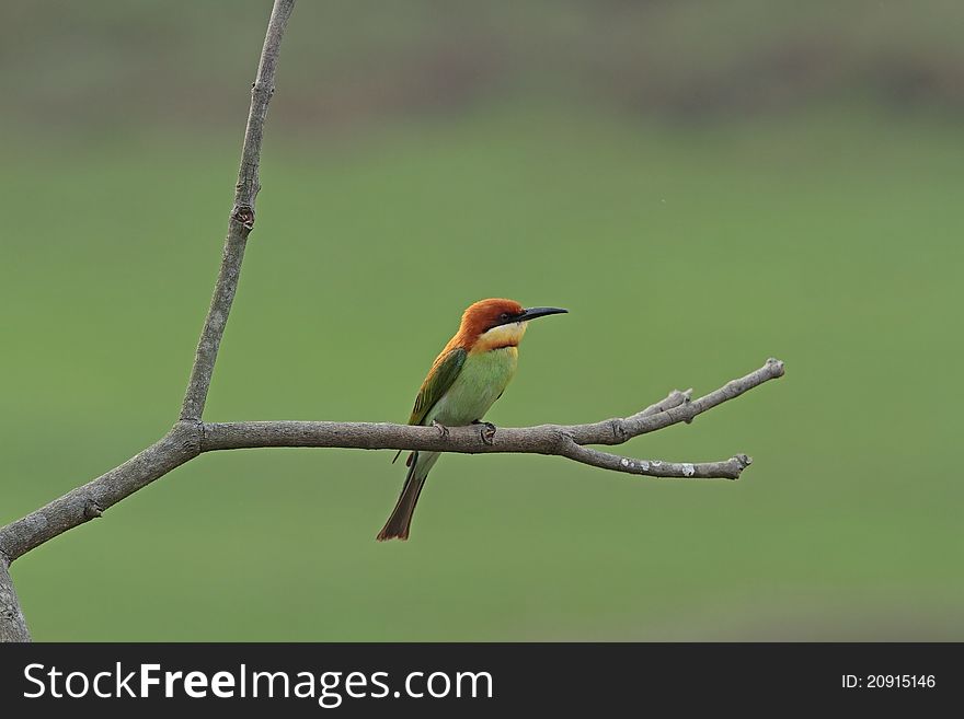 Chestnut-headed Bee-eater is bird in nature of Thailand