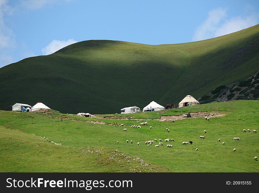Many sheep and many tents in green pastures in the summer. Many sheep and many tents in green pastures in the summer
