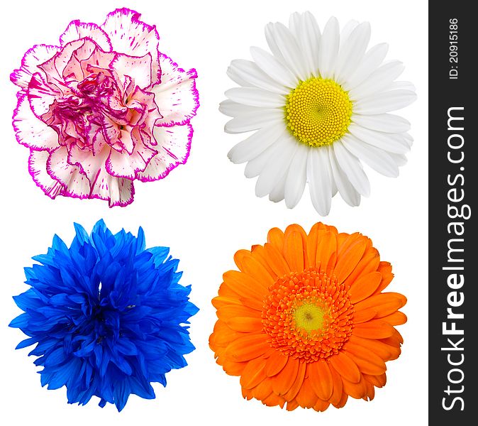 Set of colorful flowers isolated on a white background