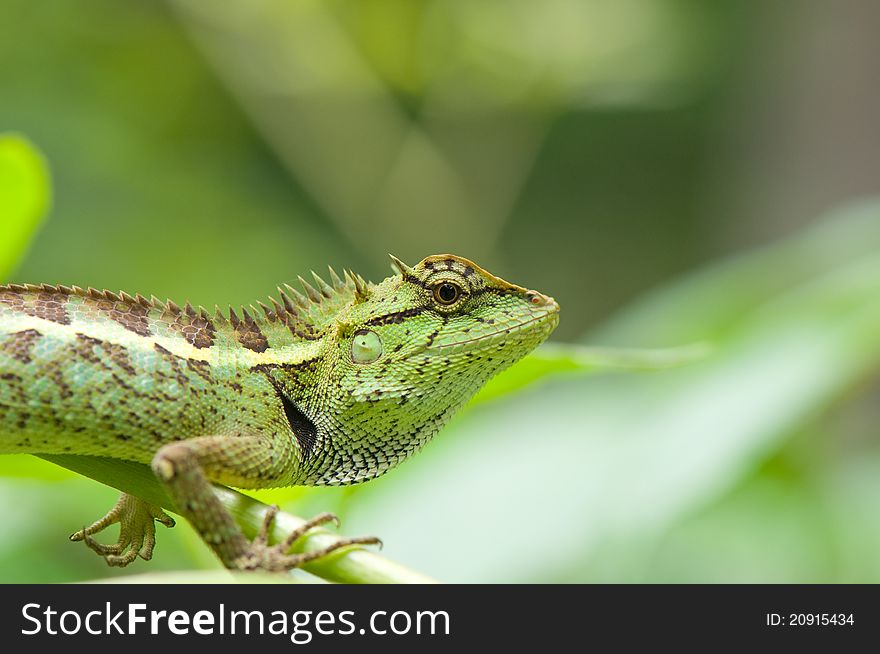 Lizard on branch of tree