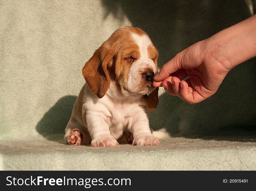 The puppy of a dog of breed a basset hound sits smells given a hand to it. The puppy of a dog of breed a basset hound sits smells given a hand to it