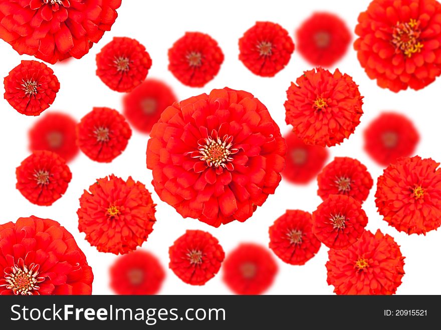 A red flower abstract background. A red flower abstract background.