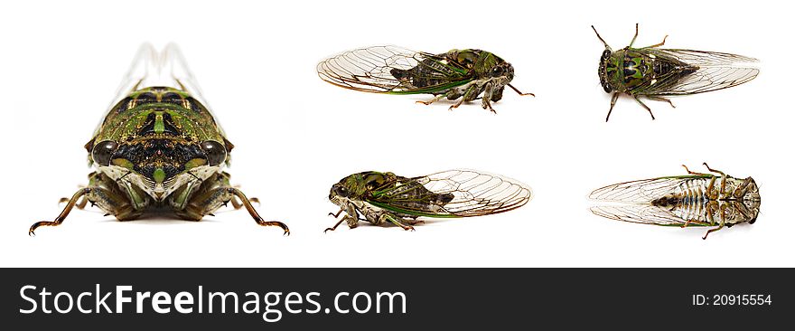 Multiple views of cicada on white