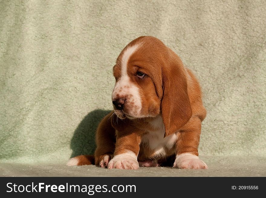 The red puppy of a basset hound sits on a table and lours. The red puppy of a basset hound sits on a table and lours