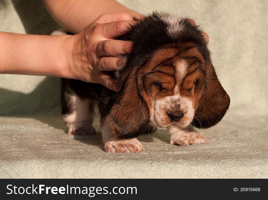 The puppy of a basset wrinkled by hands on a green background
