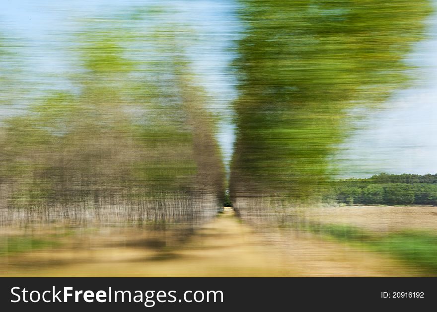 A motion blurred summer trees. A motion blurred summer trees