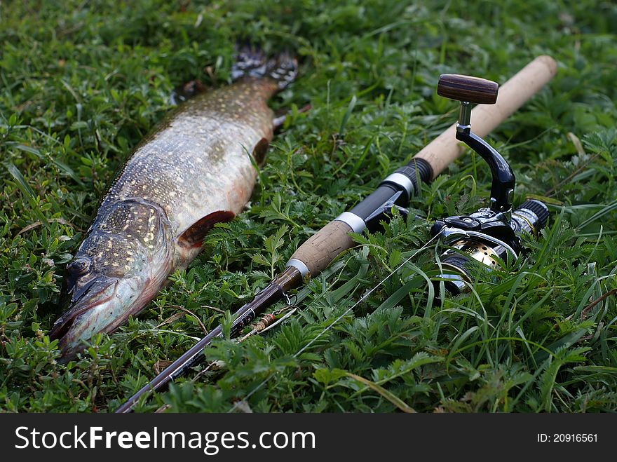 Photo of fish and fishing rod on  the grass. Photo of fish and fishing rod on  the grass