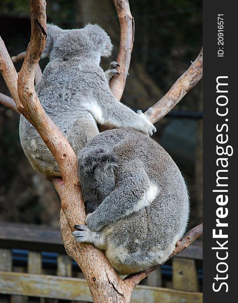 Australian Koala bears resting in a eucalyptus tree. Australian Koala bears resting in a eucalyptus tree.