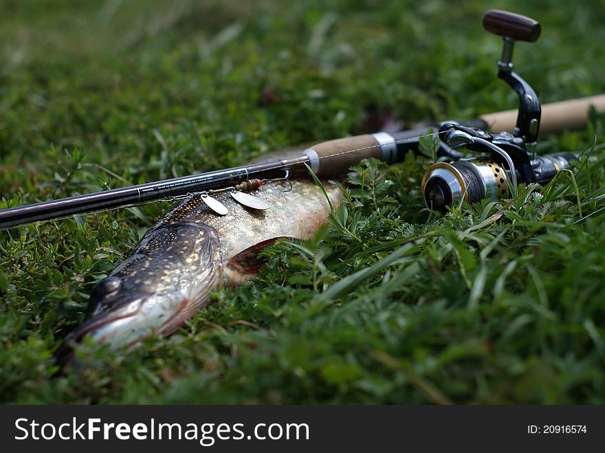 Photo of fish and fishing rod on the grass