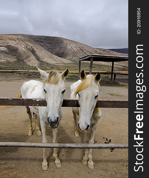 White horse at the farm