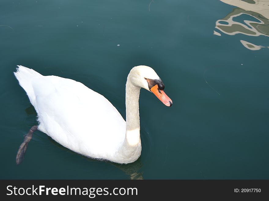 Beautiful swan swimming in the waters of the Croatian rivers