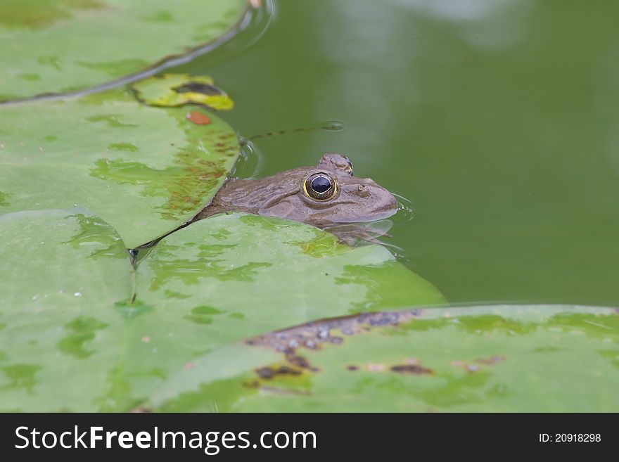 Small toad in the pool,Thailand.
