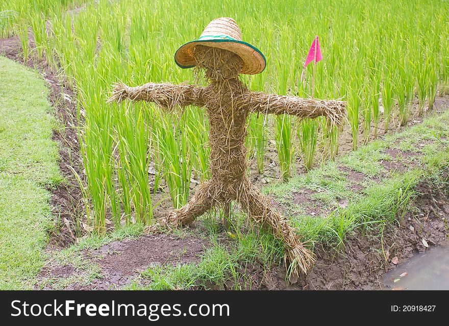 Thai scarecrow In The Field