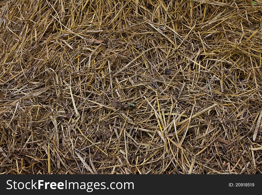 Straw texture background in farm
