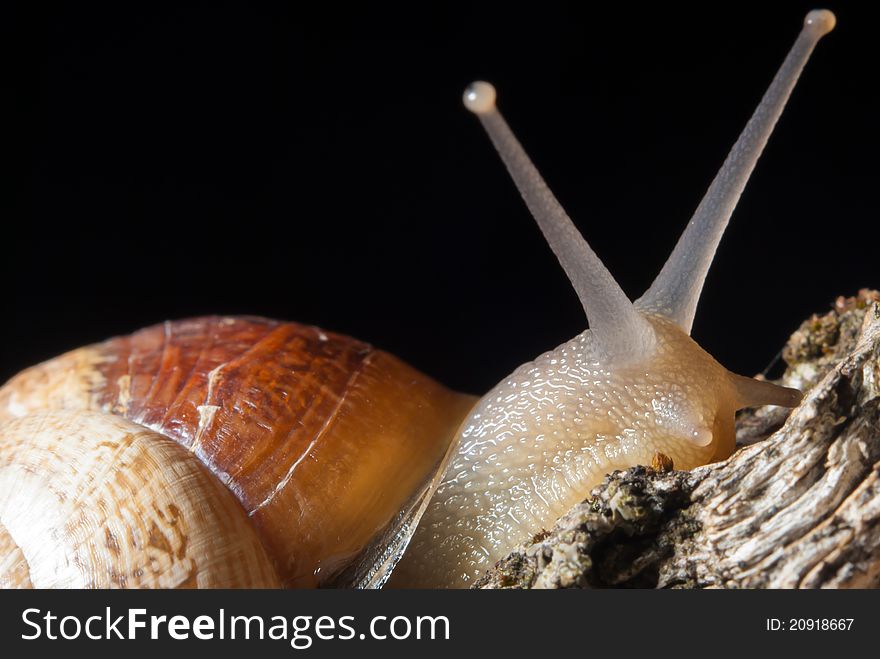 A beautiful snail in all its glory. A beautiful snail in all its glory