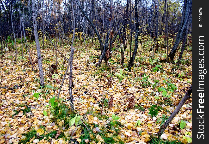 There are autumn trees and yellow leaves in a forest. There are autumn trees and yellow leaves in a forest