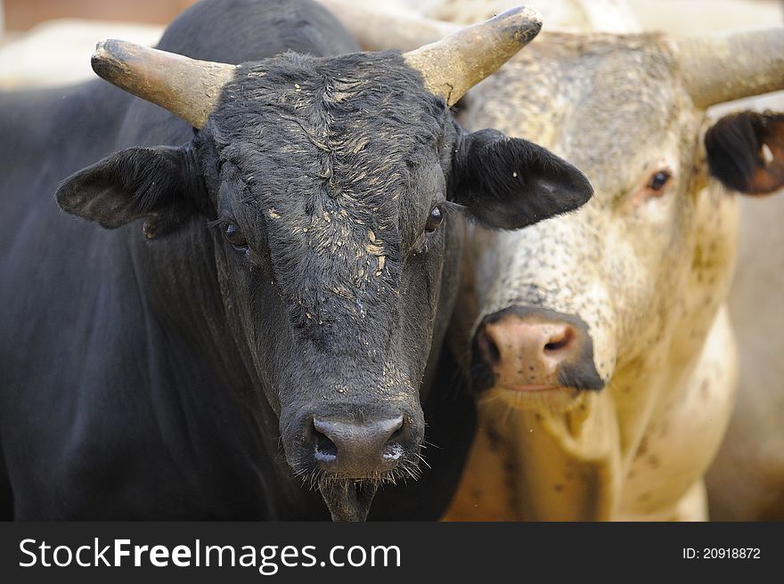 Image of two bulls ready for rodeo. Image of two bulls ready for rodeo
