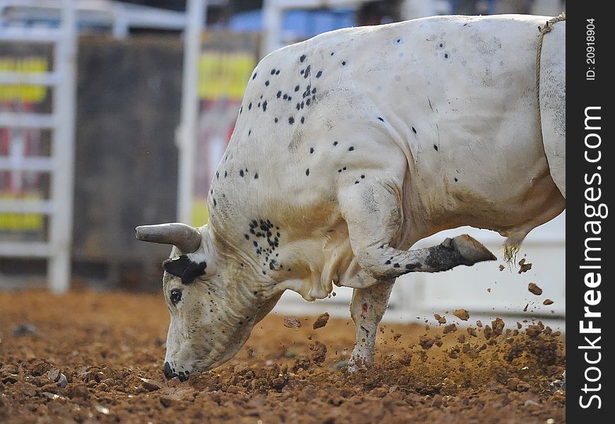 Image of a bull getting ready to charge. Image of a bull getting ready to charge