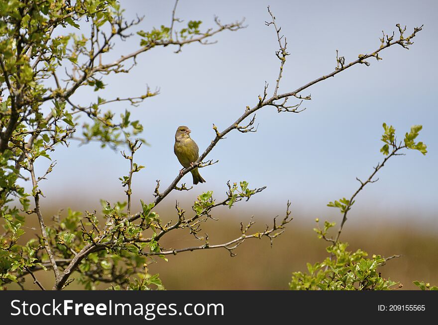 Greenfinch (Carduelis chloris) on the Gnitz peninsula on the Achterwasser on Usedom on the Baltic Sea