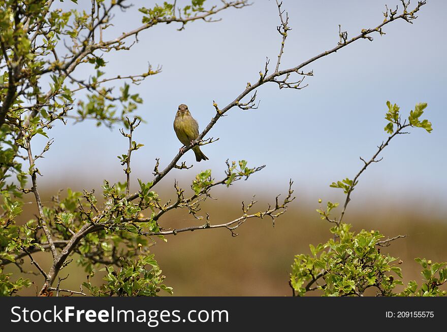 Greenfinch (Carduelis chloris) on the Gnitz peninsula on the Achterwasser on Usedom on the Baltic Sea