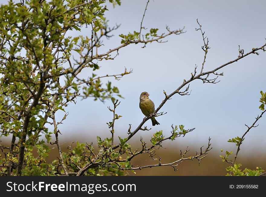 Greenfinch (Carduelis chloris) on the Gnitz peninsula on the Achterwasser on Usedom on the Baltic Sea